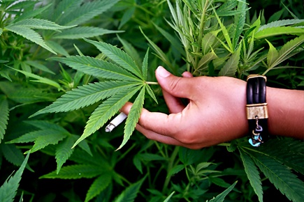 Биты марихуана что такое пустоцвет марихуаны
