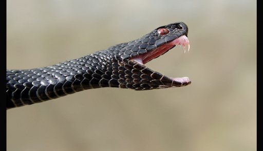 Брюнетка Гоняет Одноглазого Змея (Фото)
