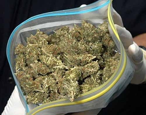 2 кило марихуаны конопля с огорода