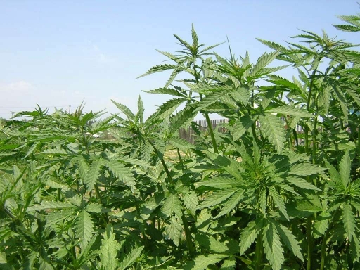 Как выращивать коноплю осенью погреб для марихуаны