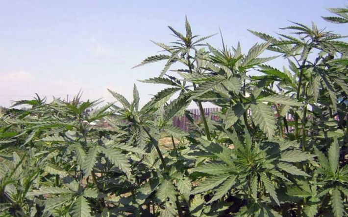 выращивал в огороде марихуану