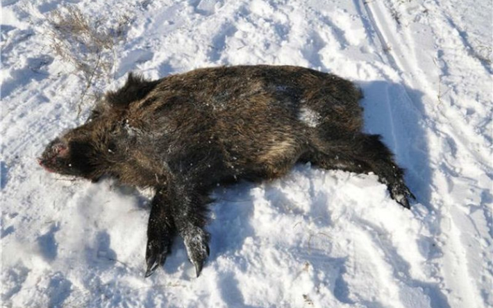 Убитого дикого кабана обнаружили в Бештаугорском заказнике на Ставрополье