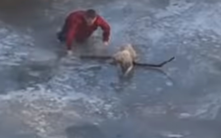 Мужчина спас собаку. Спас собаку из ледяной воды. Мужчина спас собаку на льду. Мужчина утонул спасая собаку.